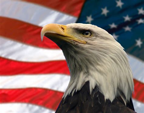 american eagle